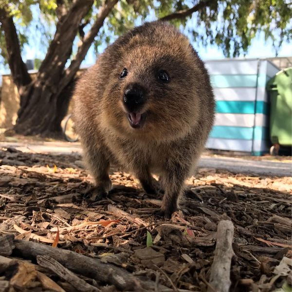 Il sorriso del quokka a Rottnest
