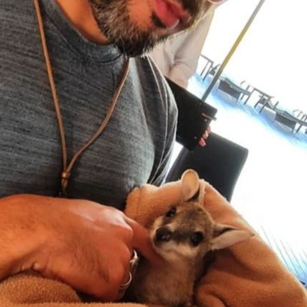 Coccole con un piccolo wallaby