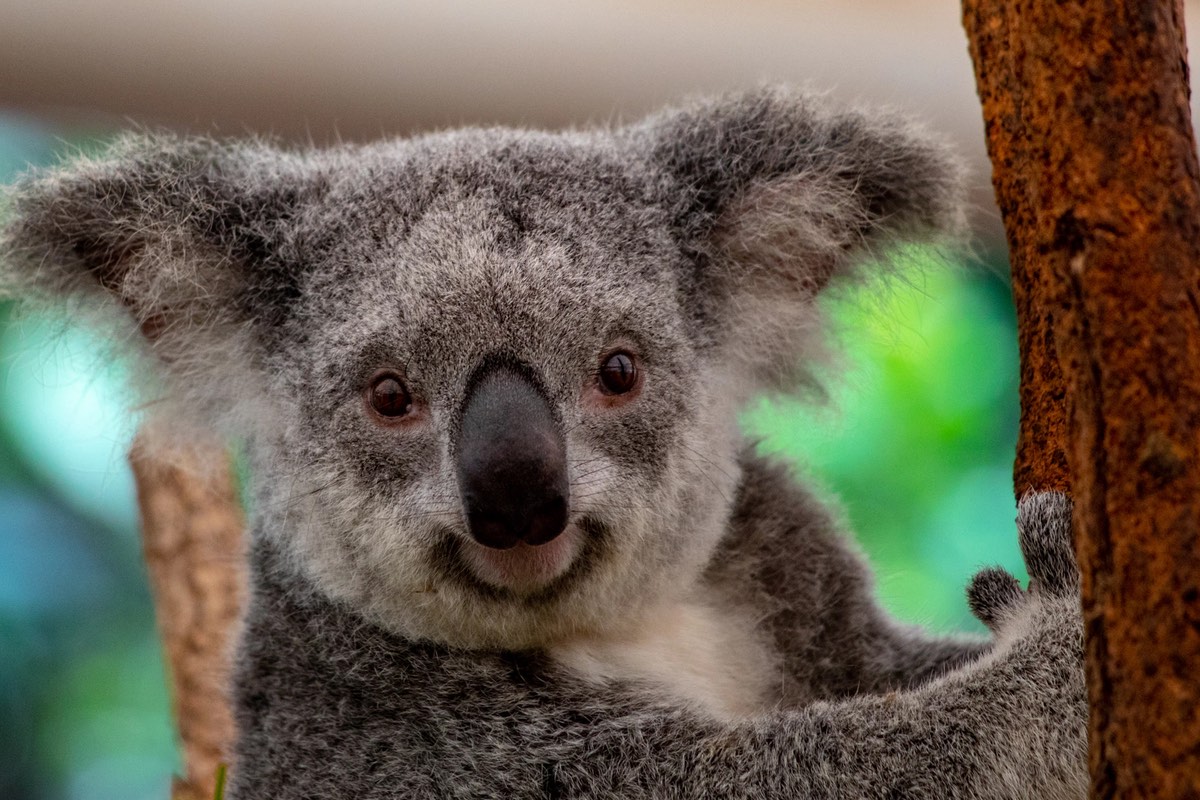 Australia tra natura e città